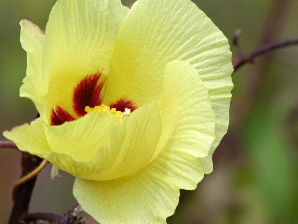 Life, Birding, Photos and Everything Galapagos Plants