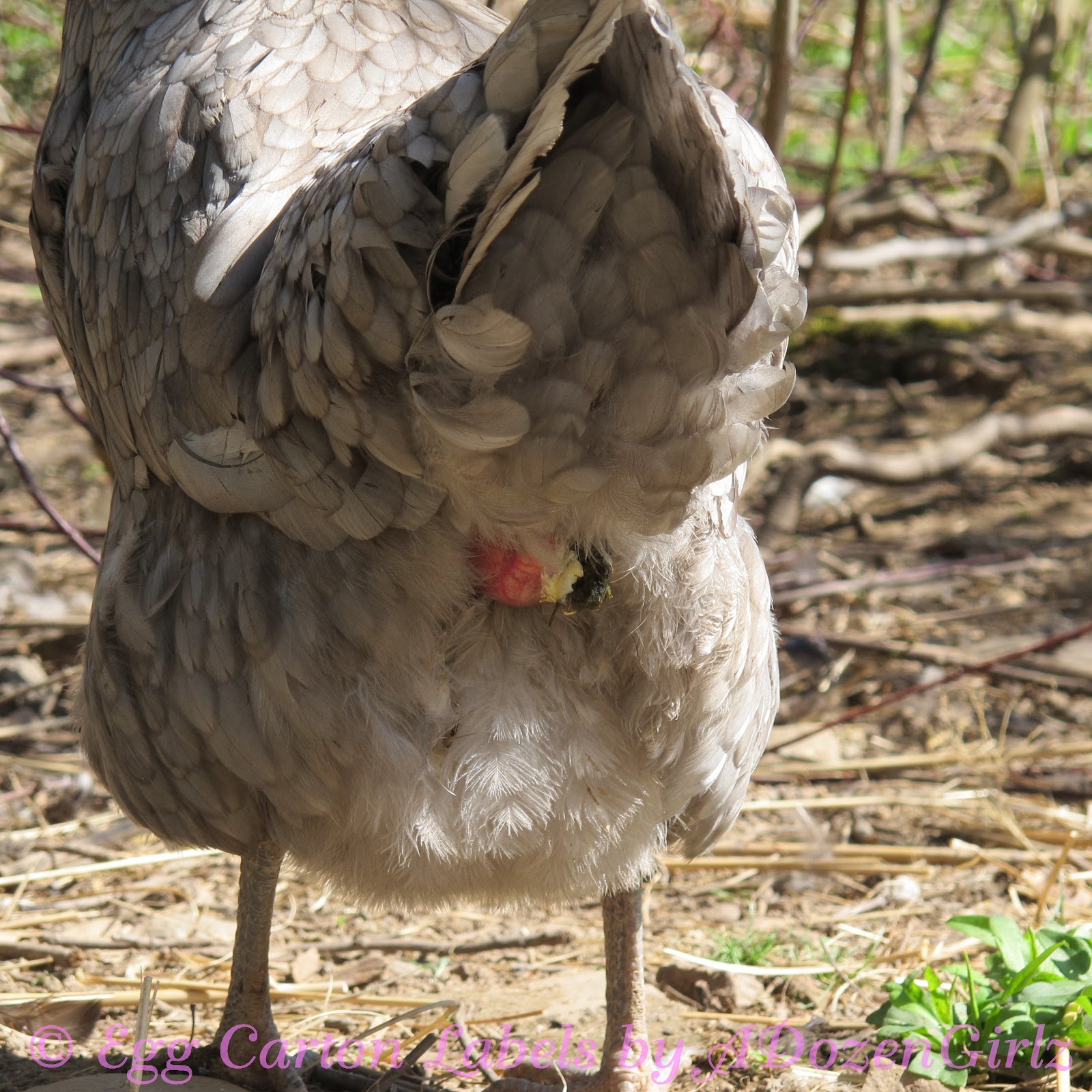 Prolapse Vent in Chickens Causes & Treatment.