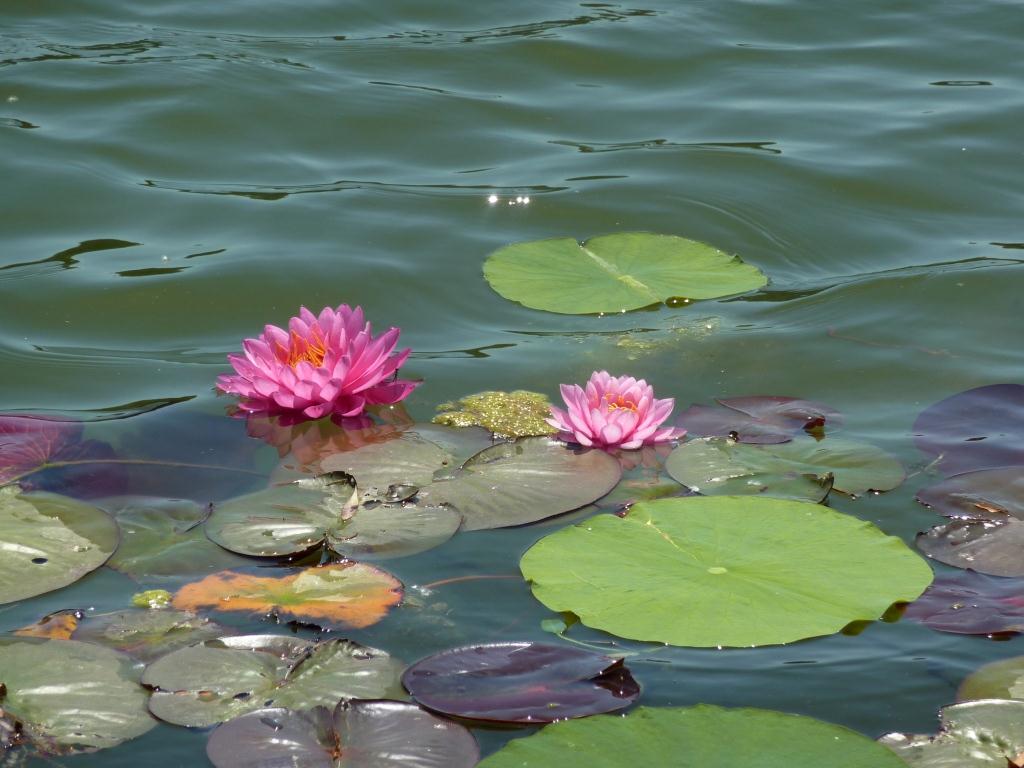 Nature and walks Pink A flower for cancer