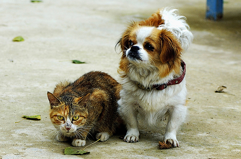 why cats are better than dogs persuasive essay Cats are better than dogs miaow pupils colour code or annotate a simple speech, flagging up its persuasive features this resource would suit less able students. why cats are better than dogs persuasive essay Cats are better than dogs miaow pupils colour code or annotate a simple speech, flagging up its persuasive features this resource would suit less able students.