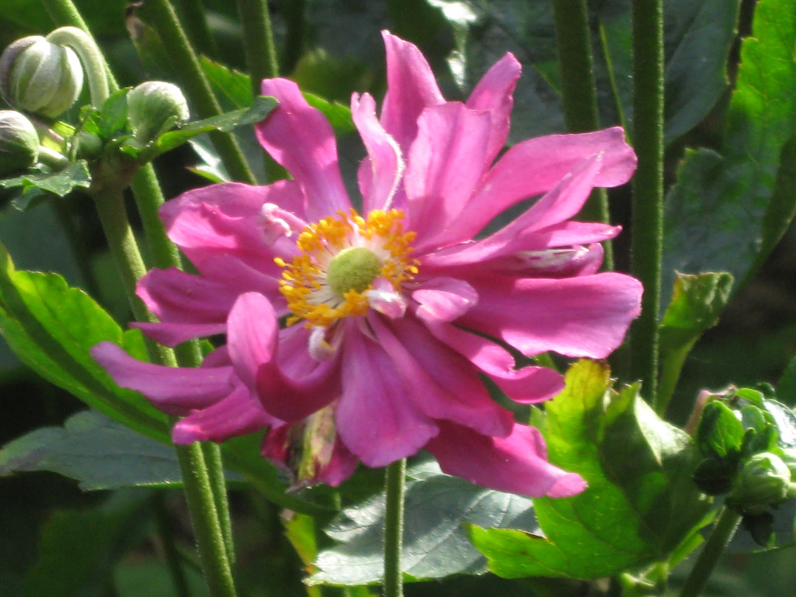 Flowering Plants