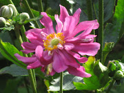 The primary autumn flowering plants for us are aster, anemone, calendula and .