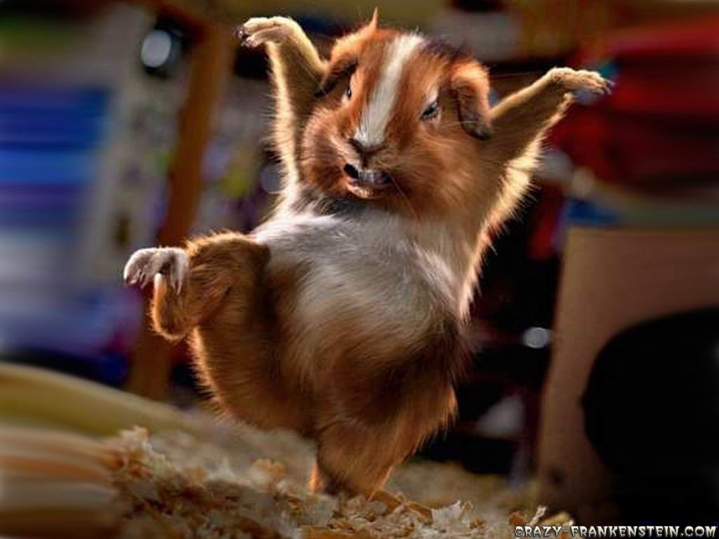 Funny Animal Wallpapers Top HD Wallpapers