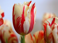 Tulipán, una flor con historia . tulipán bicolor