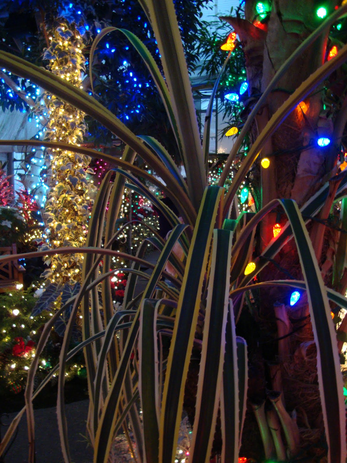danger garden: Christmas in Spokane, WA…