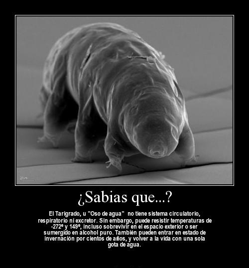 El animal más difícil de matar del mundo El animal más difícil de matar del mundo
