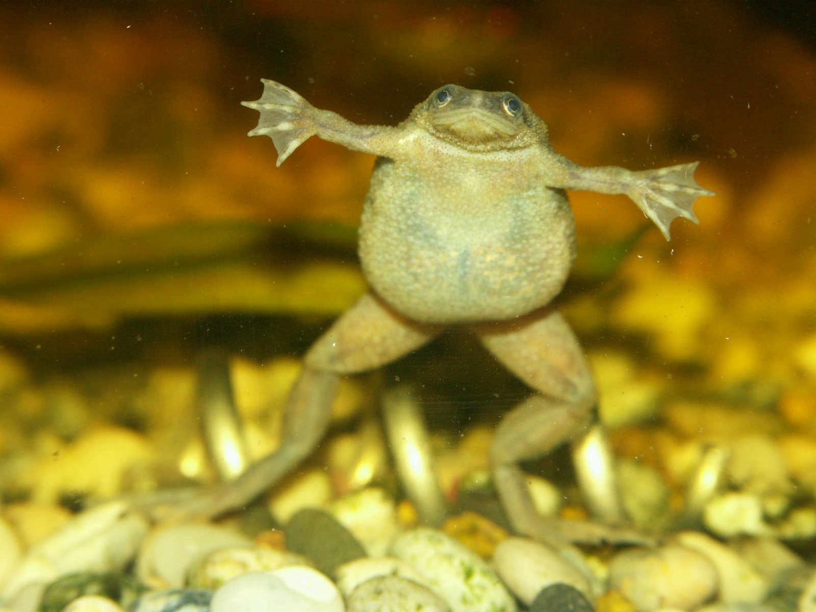 Pregnant African Dwarf Frogs - Blowjob Story