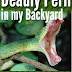 Deadly Peril in my Backyard - Free Kindle Non-Fiction