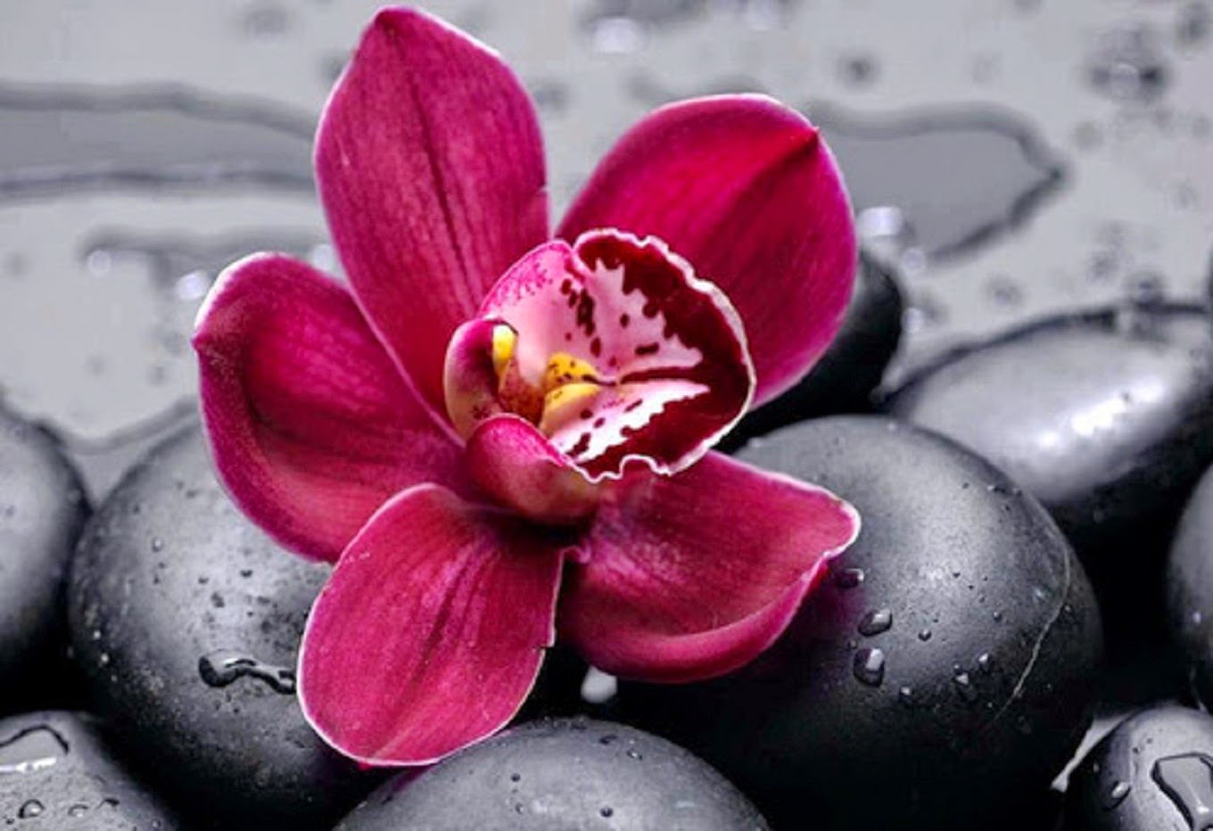 orchid flower on stone beautiful