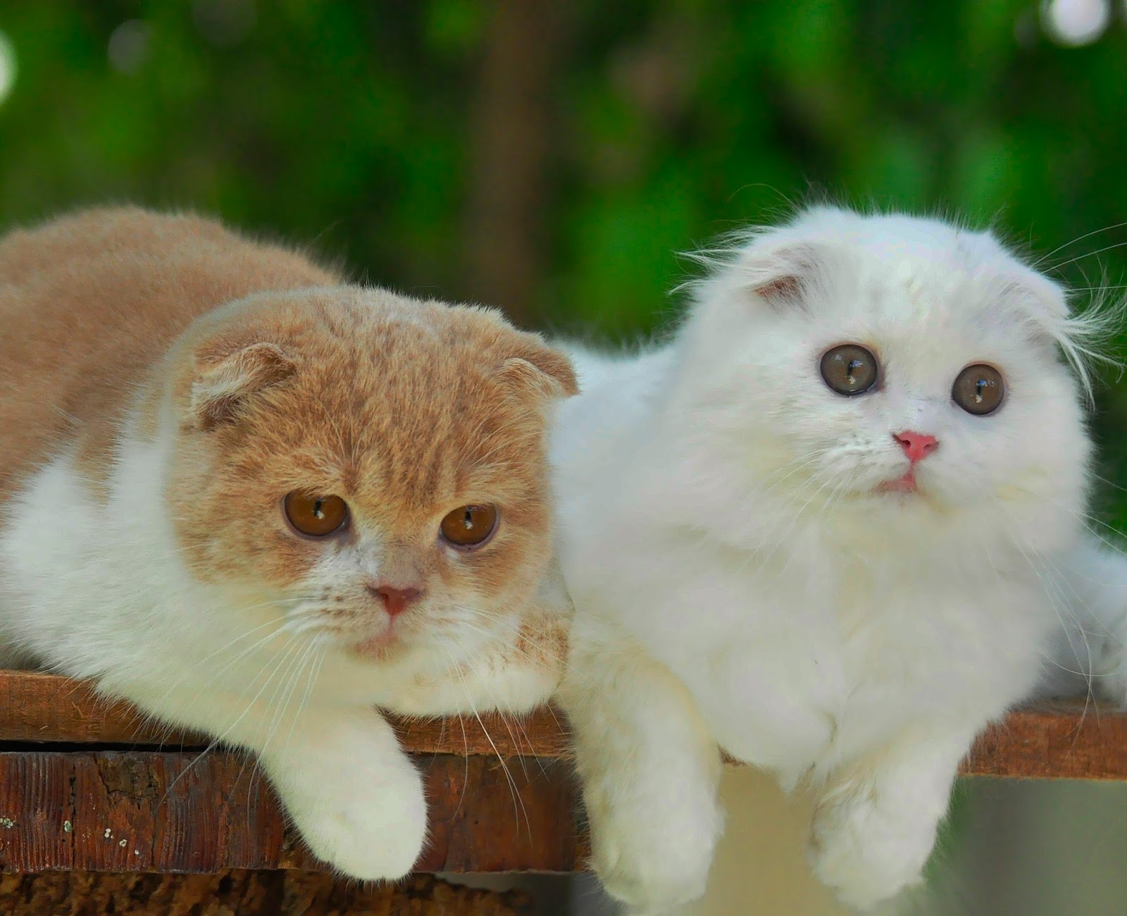 Sukses Beternak Kucing Ras , Kumpulan artikel Kucing