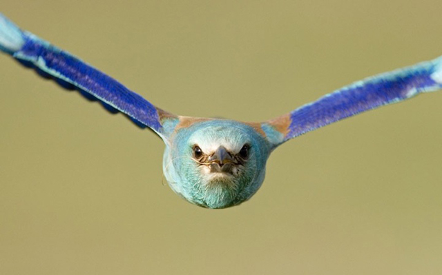 Imagens de animais mais incríveis já vistas