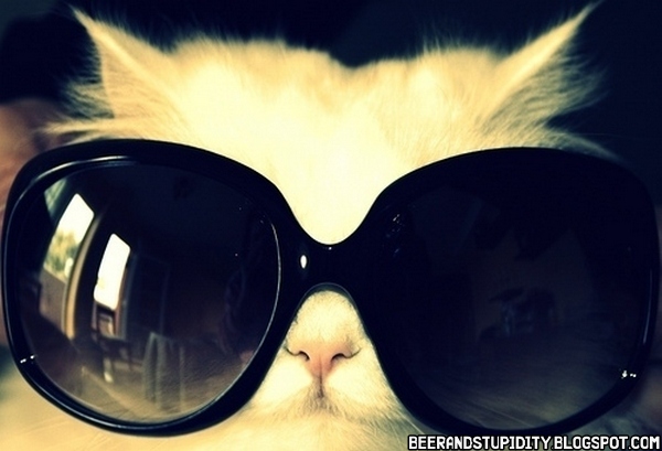 Cat Wearing Glasses