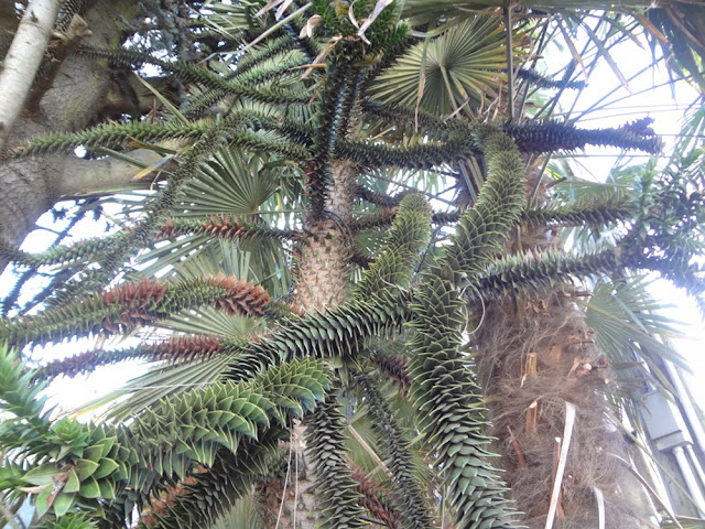 monkey puzzle tree