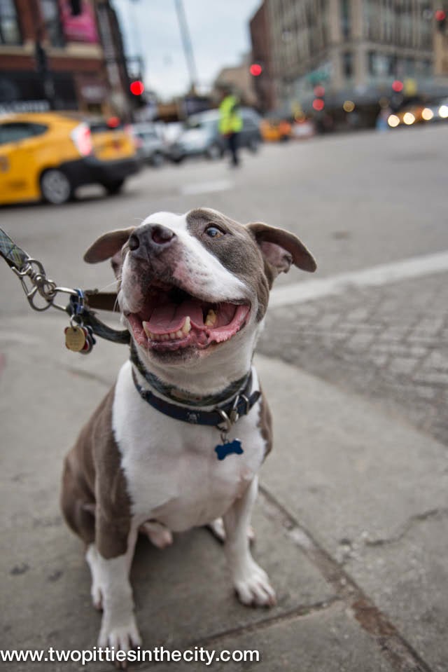 Two Pitties in the City City Dog Do City Dogs Need Cars?