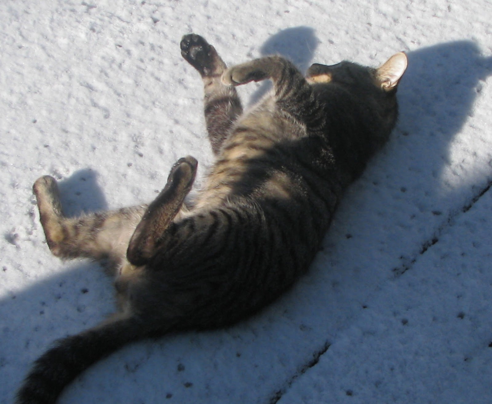 The Smart Cat The Snow Angel