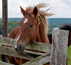 Horse Love