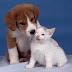 Dicas do dr. Ricardo Eugênio da Clinica Veterinária Planeta Animal em Aracati Dicas do dr. Ricardo Eugênio da Clinica Veterinária Planeta Animal em Aracati