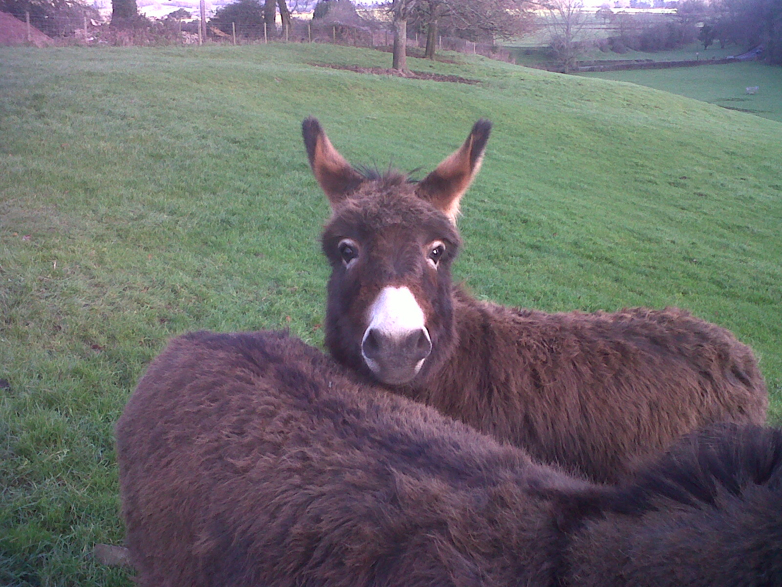 Let nothing you dismay Donkeys the stable and the cross