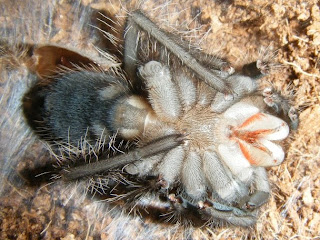 Brazilian Fire Red Tarantula Molting
