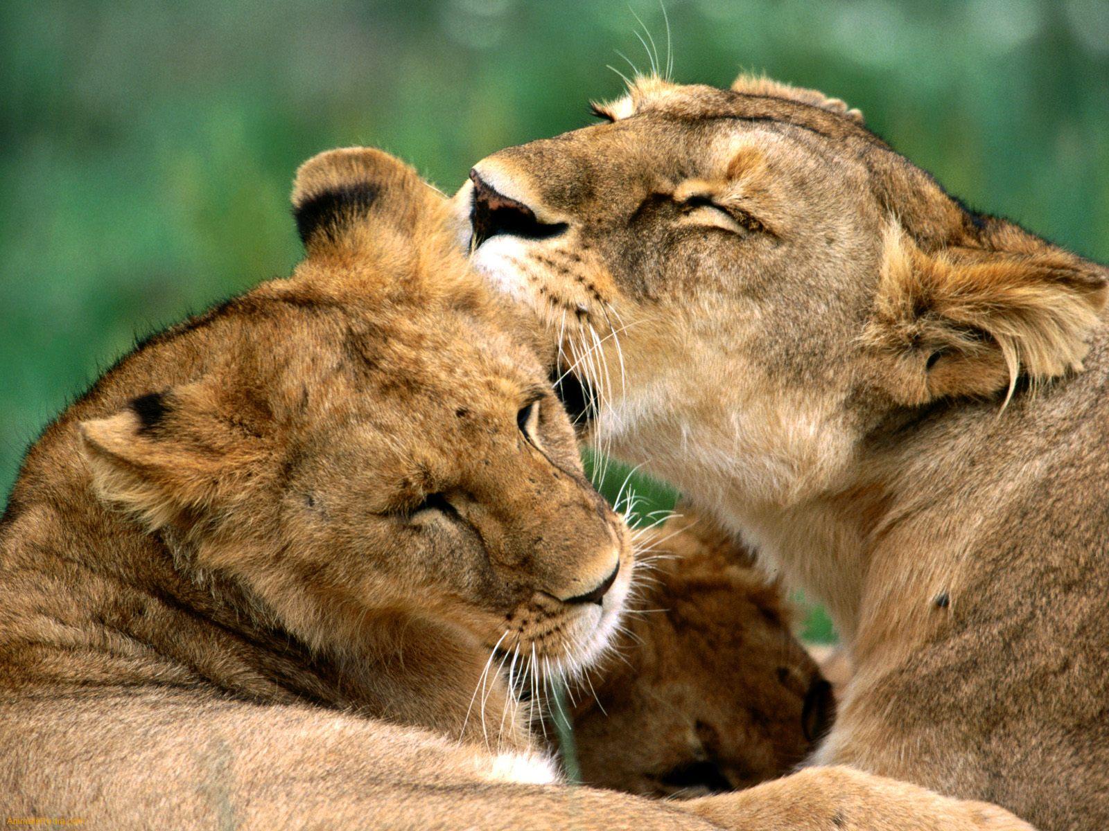 http://4.bp.blogspot.com/-xbvCWjwpwgU/T7K-OGQ1OPI/AAAAAAAAAXM/sOZ0zgz-OF0/s1600/The-best-top-desktop-lion-wallpapers-hd-lion-wallpaper-9.jpeg