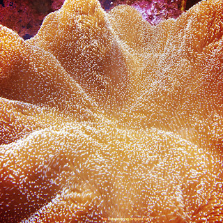 Corals in the Sea Museum in Klaipeda