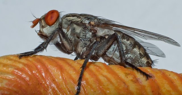 Few More Macro Shots With My 50m F1.8 And Extension Tubes