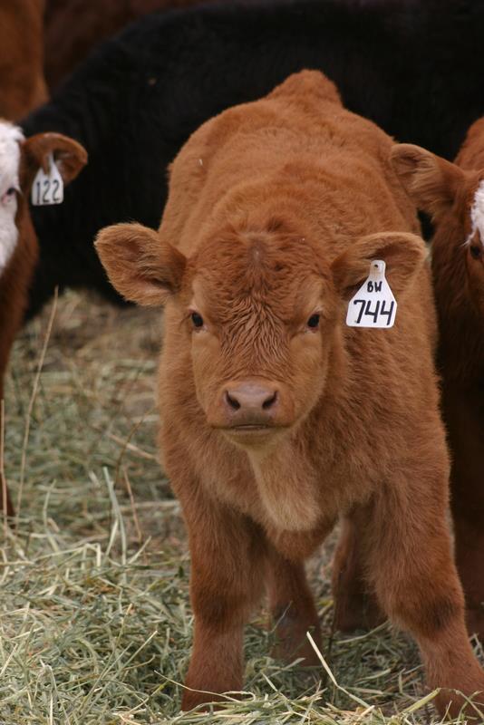 Boardwalk Bull Calf Butter Creek Club Calves Lautner Farms