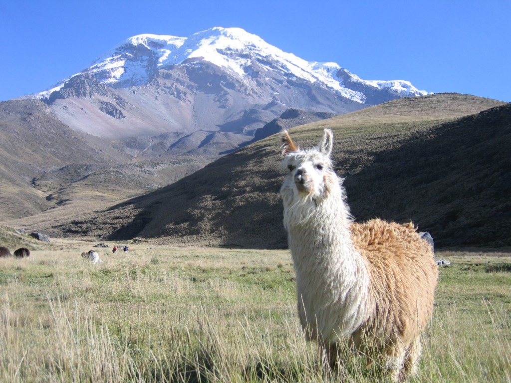 Llama Mountain Scenery Nature's Wallpapers