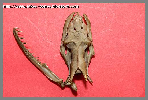 Snake Head Skeleton