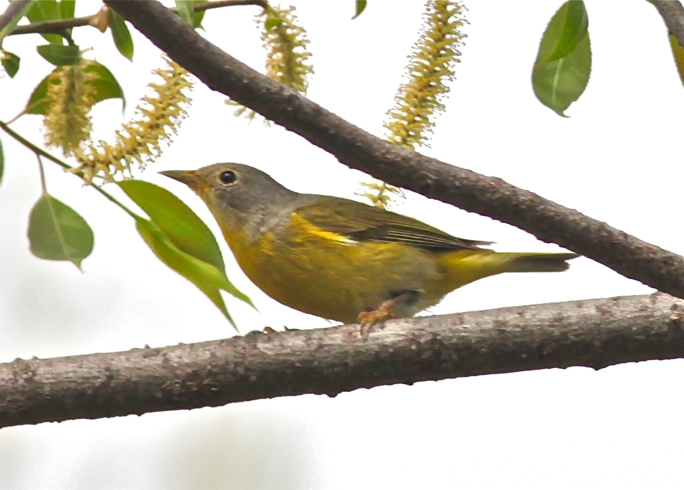 Birding Is Fun!: The Biggest Week in American Birding 2013