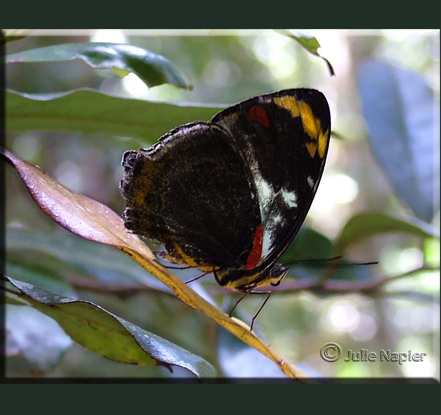Butterfly at Eungella