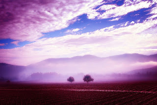 Vineyard, Casablanca Valley, Chile