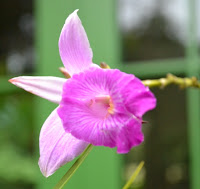 Orchid