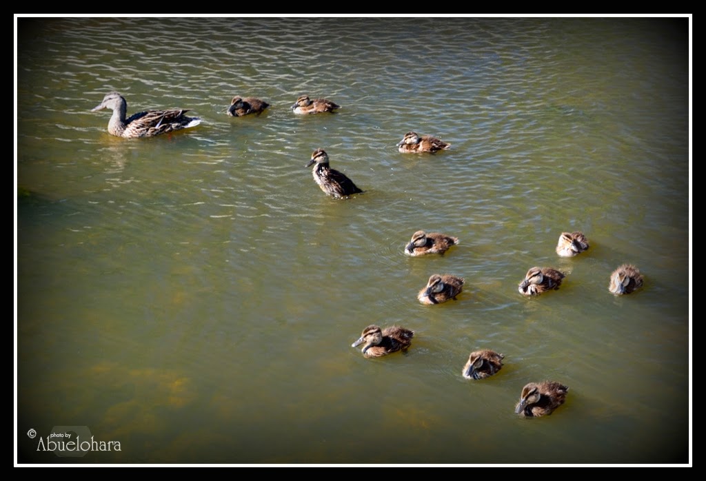 En primavera las familias de Ánades crecen seguras... Parque Lineal Arroyo Culebro. #Leganés