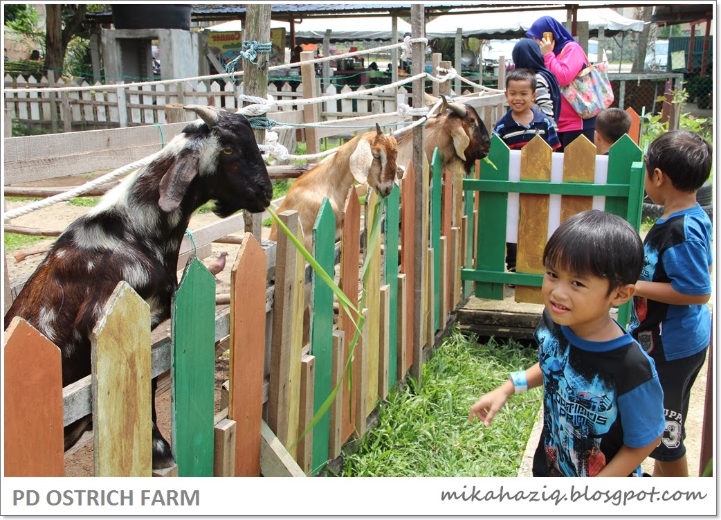 PD ostrich farm day trip from kl with kids ideas