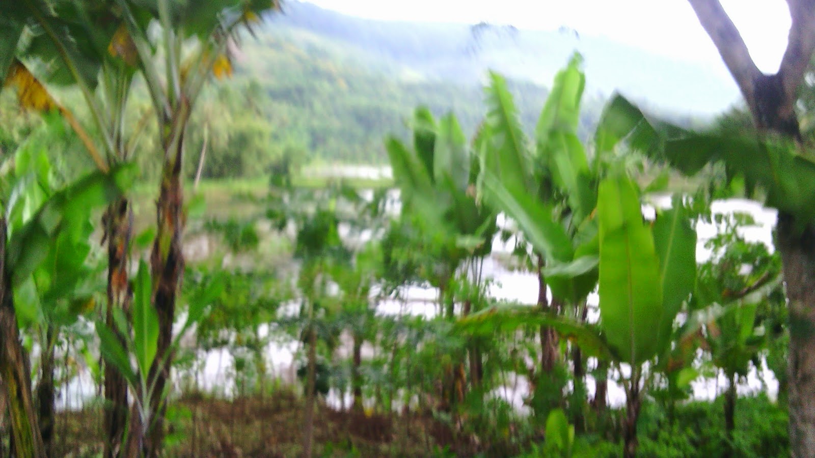tanah dijual di sukabumi tanah dijual di sukabumi