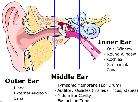 EAR ANATOMY - INTERACTIVE - BIOLOGY STANDARD 10