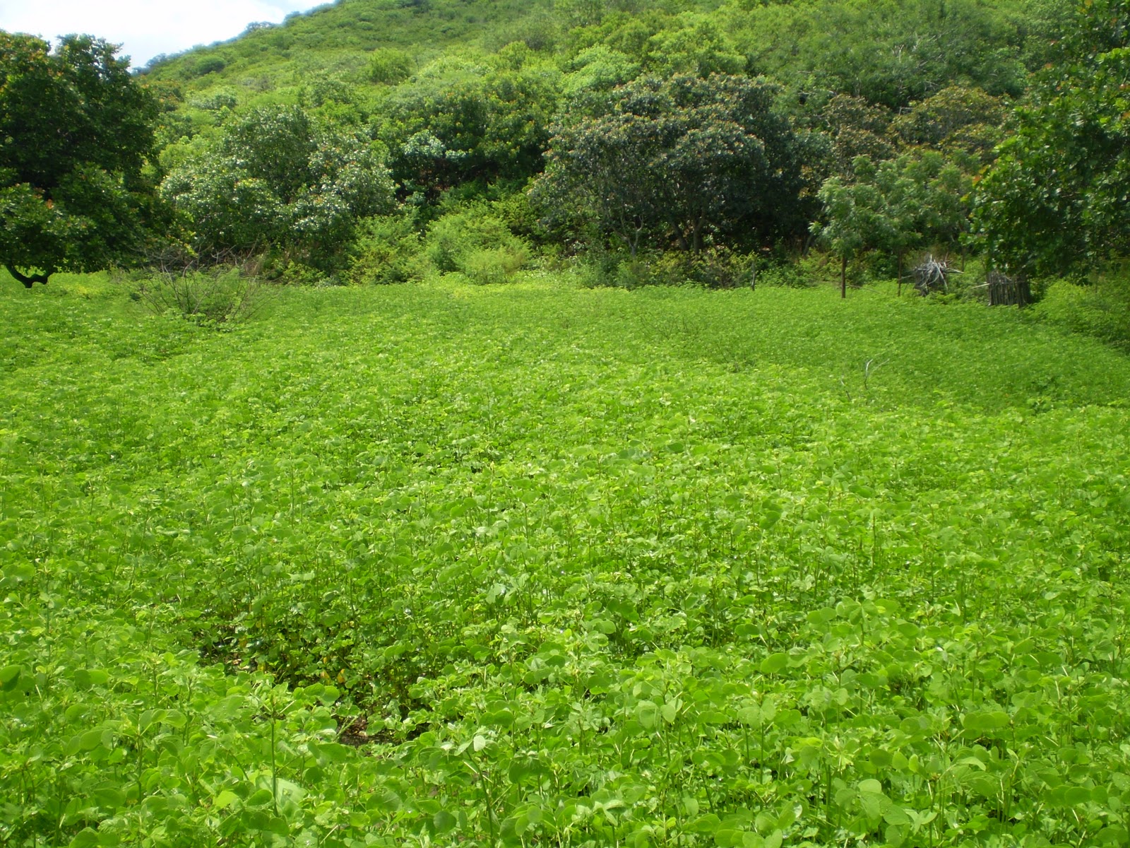SUSTENTANDO Informando e conscientizando