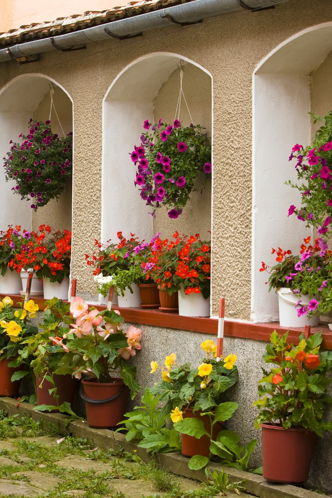 Imágene Experience: Plantas y flores en el jardín de la hacienda