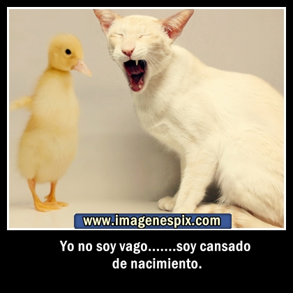 FOTOS MUY DIVERTIDAS DE ANIMALES YouTube