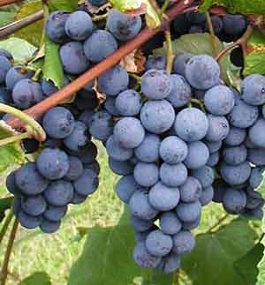 Love Grapes