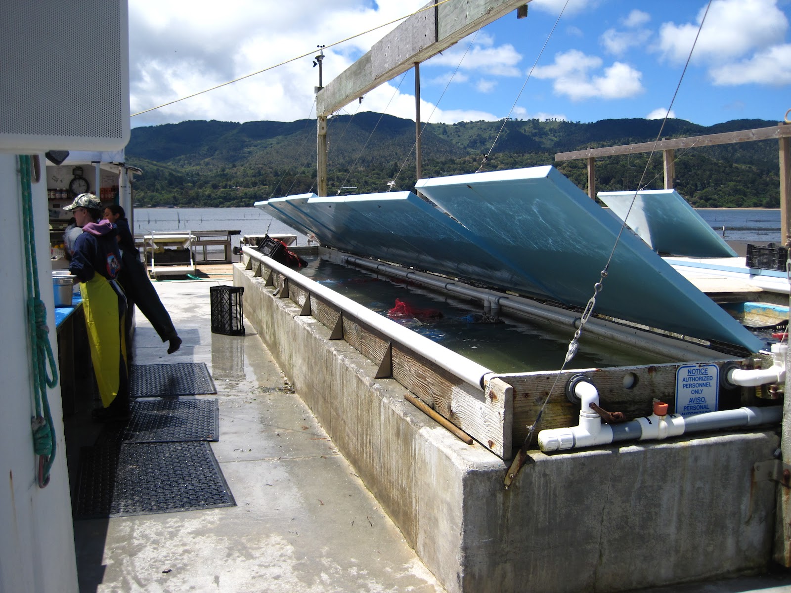 San Jose Food Blog Foodbuzz 24x24 Tomales Bay Oyster Picnic