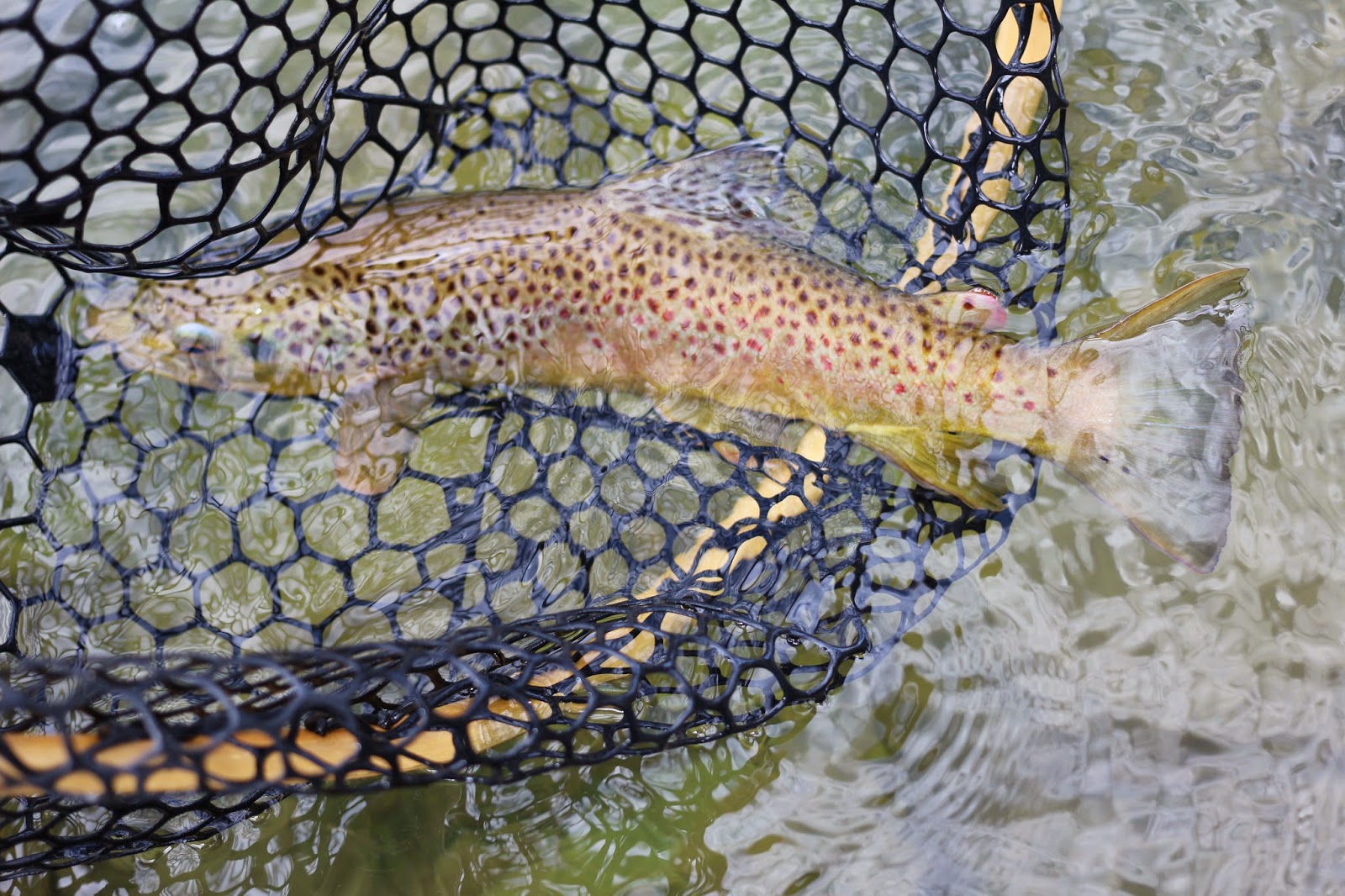 Green+River+A+and+B+Section+Cicada+Hatch+Flyfishing+Photos+with+Jay+Scott+Outdoors+2.JPG