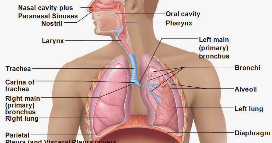 ANATOMY & PHYSIOLOGY 2013-2014: Respiratory System
