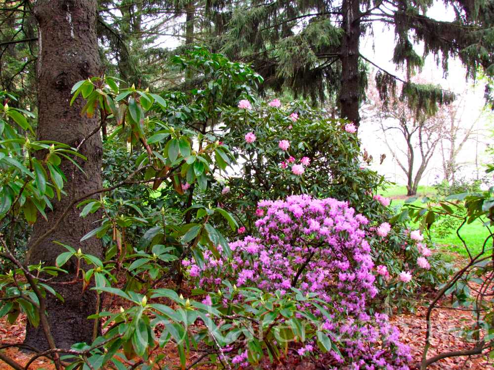 Brueckner Rhododendron Gardens PJM Rhododendrons Peak Bloom Mississauga Port Credit ON