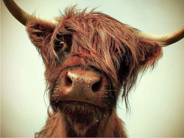 Cute Funny Animalz: Funny Cow New Pictures