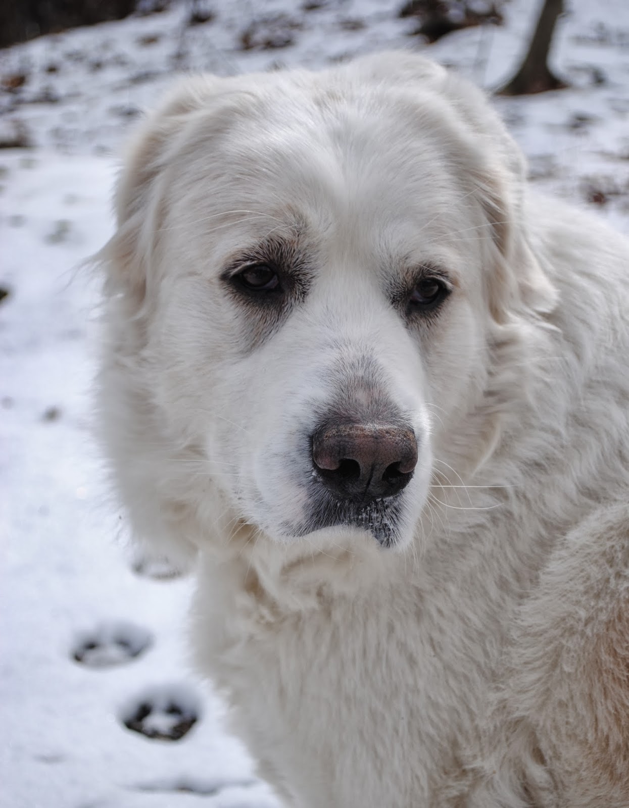 Animal Friends Offers Free Straw for Cold Outdoor Pets Animal Friends