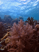 #20 Coral Reef Wallpaper