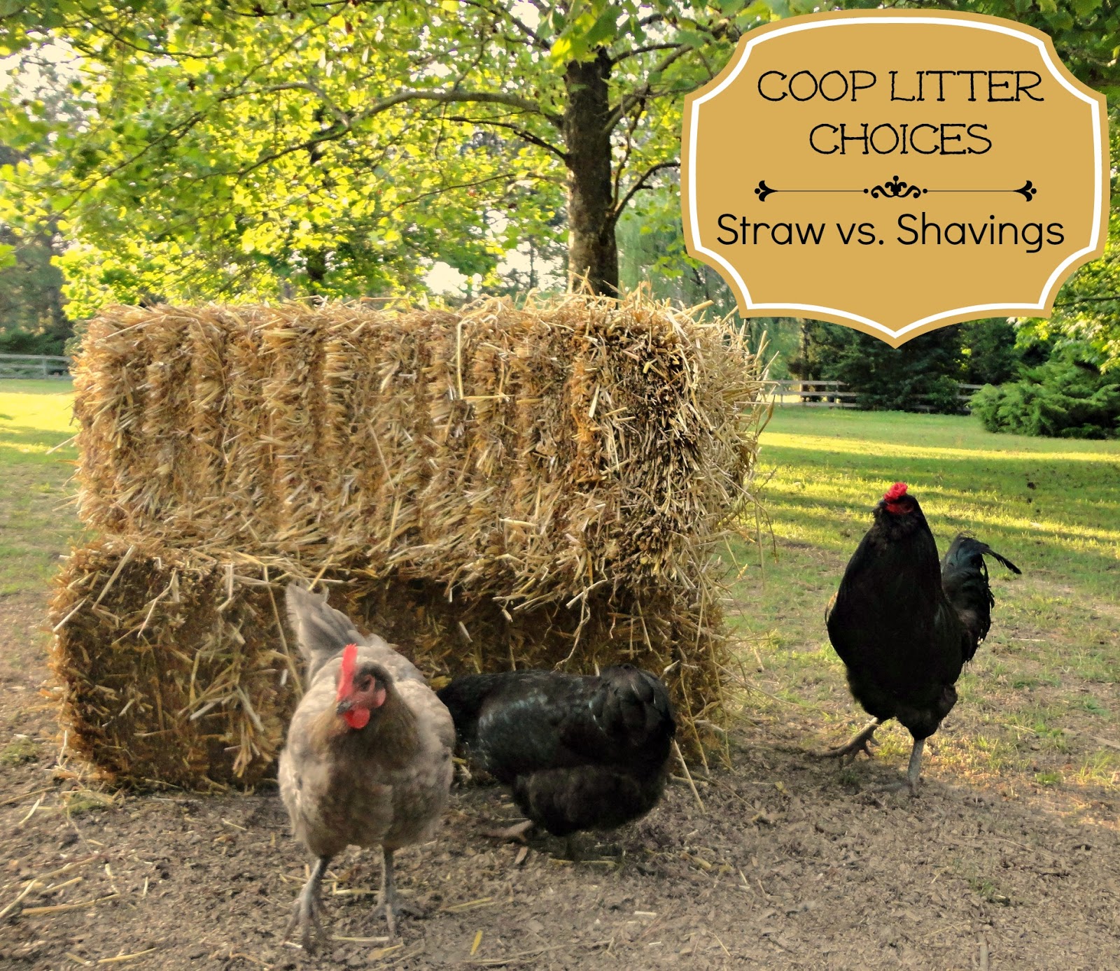 Straw vs. Shavings My Choice for Coop Litter Fresh Eggs Daily®