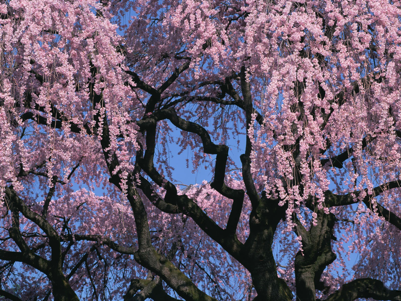 http://4.bp.blogspot.com/-xftSFCG-ge0/UQJQCW49uiI/AAAAAAAAKNQ/7_6ilX0wOlc/s1600/hinh-nen-hd-dep-hoa-anh-dao-Japanese_nice_wallpapers-windows-8_xuan-2013-GA053.jpg